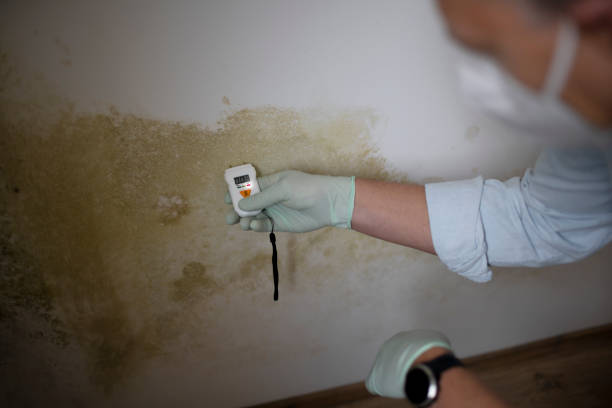 Best Commercial Mold Remediation in Barboursville, WV